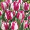 Tulip Hot Pants 11-12cm Tulipa -Plant Flower Store Tulip Hot Pants 11 12cm 0003827 88627.1623343522