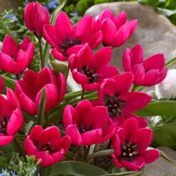 Tulip Humilis Collection Tulipa -Plant Flower Store Tulip Humilis Collection 1021352 3 46676.1638545510