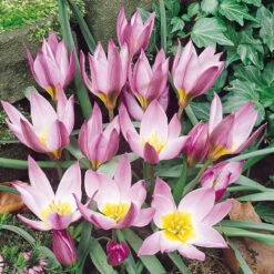 Tulip Humilis Collection Tulipa -Plant Flower Store Tulip Humilis Collection 1021352 4 12310.1638545510