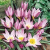 Tulip Humilis 6cm+ Tulip Humilis 6cm+ -Plant Flower Store Tulip Humilis Collection 1021352 4 33718.1655297536