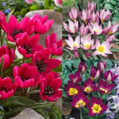 Tulip Humilis Collection Tulipa