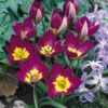 Tulip Humilis Persian Pearl 6cm+ Tulipa -Plant Flower Store Tulip Humilis Persian Pearl 0000876 02530.1624878489