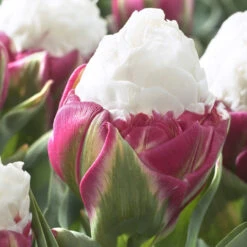 Tulip Ice Cream Tulipa