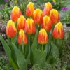 Tulip Ice Lolly 11/12cm -Plant Flower Store Tulip Ice Lolly 11 12cm 0008601 17910.1623343829