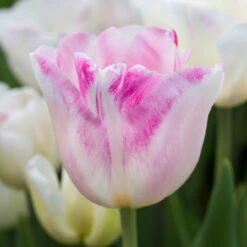 Tulip Infinity Tulipa