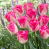 Tulip Innuendo Tulipa -Plant Flower Store Tulip Innuendo 0005411 51194.1628176224