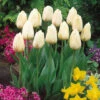 Tulip Ivory Floridale 11-12cm Tulipa 1 Tulip Ivory Floridale 11-12cm Tulipa -Plant Flower Store Tulip Ivory Floridale 0002610 36794.1628091875