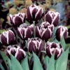 Tulip Jackpot 11-12cm Tulipa -Plant Flower Store Tulip Jackpot 0003830 45781.1655114312