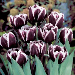 Tulip Jackpot 11-12cm Tulipa