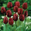 Tulip Jan Reus Tulipa -Plant Flower Store Tulip Jan Reus 11 12cm 0003138 77782.1655110711