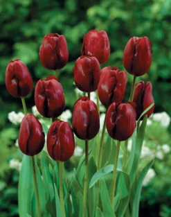 Tulip Jan Reus Tulipa