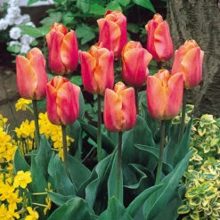 Tulip Jimmy Tulipa -Plant Flower Store Tulip Jimmy 0003140 2 80242.1655109988