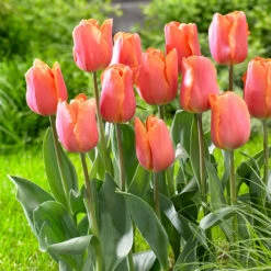 Tulip Jimmy Tulipa -Plant Flower Store Tulip Jimmy 0003140 3 13808.1687861276