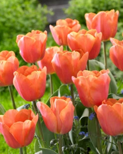 Tulip Jimmy Tulipa -Plant Flower Store Tulip Jimmy 11 12cm 0003140 2 02869.1687861276