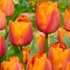 Tulip Jimmy Tulipa -Plant Flower Store Tulip Jimmy 11 12cm 0003140 33965.1687861276