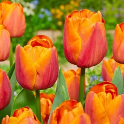 Tulip Jimmy Collection -Plant Flower Store Tulip Jimmy Collection 1022388 3 35668.1687861823