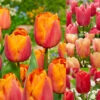 Tulip Jimmy Collection -Plant Flower Store Tulip Jimmy Collection 1022388 42701.1687861822