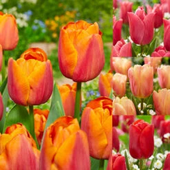 Tulip Jimmy Collection