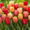 Tulip Jimmy Mix -Plant Flower Store Tulip Jimmy Mix 0014711 12701.1692370588