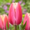 Tulip Jumbo Beauty
