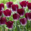Tulip Kansas Proud Tulipa -Plant Flower Store Tulip Kansas Proud 0014095 61667.1654678032