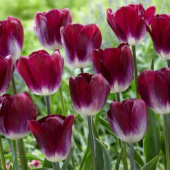 Tulip Kansas Proud Tulipa