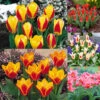 Tulip Kaufmanniana Collection Tulip Kaufmanniana Collection -Plant Flower Store Tulip Kaufmanniana Collection 1021353 13 02740.1687248847