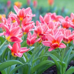 Tulip Kaufmanniana Collection Tulip Kaufmanniana Collection -Plant Flower Store Tulip Kaufmanniana Collection 1021353 3 89548.1655378612