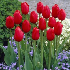 Tulip Kingsblood Tulipa