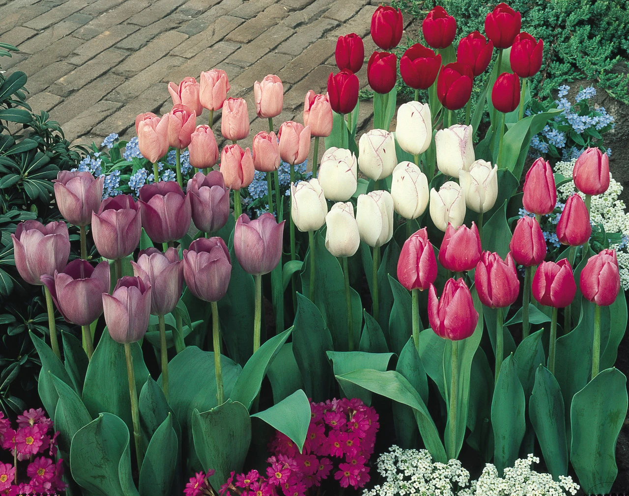 Tulip Kingsblood Tulipa 4 Tulip Kingsblood Tulipa - Image 2