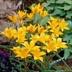 Tulip Kolpakowskiana 6cm+ Tulipa Fire Queen -Plant Flower Store Tulip Kolpakowskiana 6cm 0000878 2 11899.1666786489