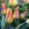 Tulip Kolpakowskiana 6cm+ Tulipa Fire Queen -Plant Flower Store Tulip Kolpakowskiana 6cm 0000878 13863.1666786489