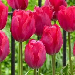 Tulip Lady Van Eijk 6 Tulip Lady Van Eijk -Plant Flower Store Tulip Lady Van Eijk 0014892 2 45053.1688051723