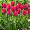 Tulip Lady Van Eijk 1 Tulip Lady Van Eijk -Plant Flower Store Tulip Lady Van Eijk 0014892 86269.1688051723