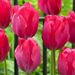 Tulip Lady Van Eijk 11-12cm -Plant Flower Store Tulip Lady Van Eijk 11 12cm 0009826 2 55967.1654866064