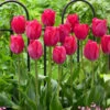 Tulip Lady Van Eijk 11-12cm -Plant Flower Store Tulip Lady Van Eijk 11 12cm 0009826 57400.1654866064