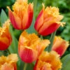 Tulip Lambada -Plant Flower Store Tulip Lambada 0007255 50165.1623343755