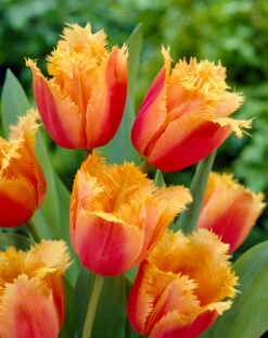 Tulip Lambada