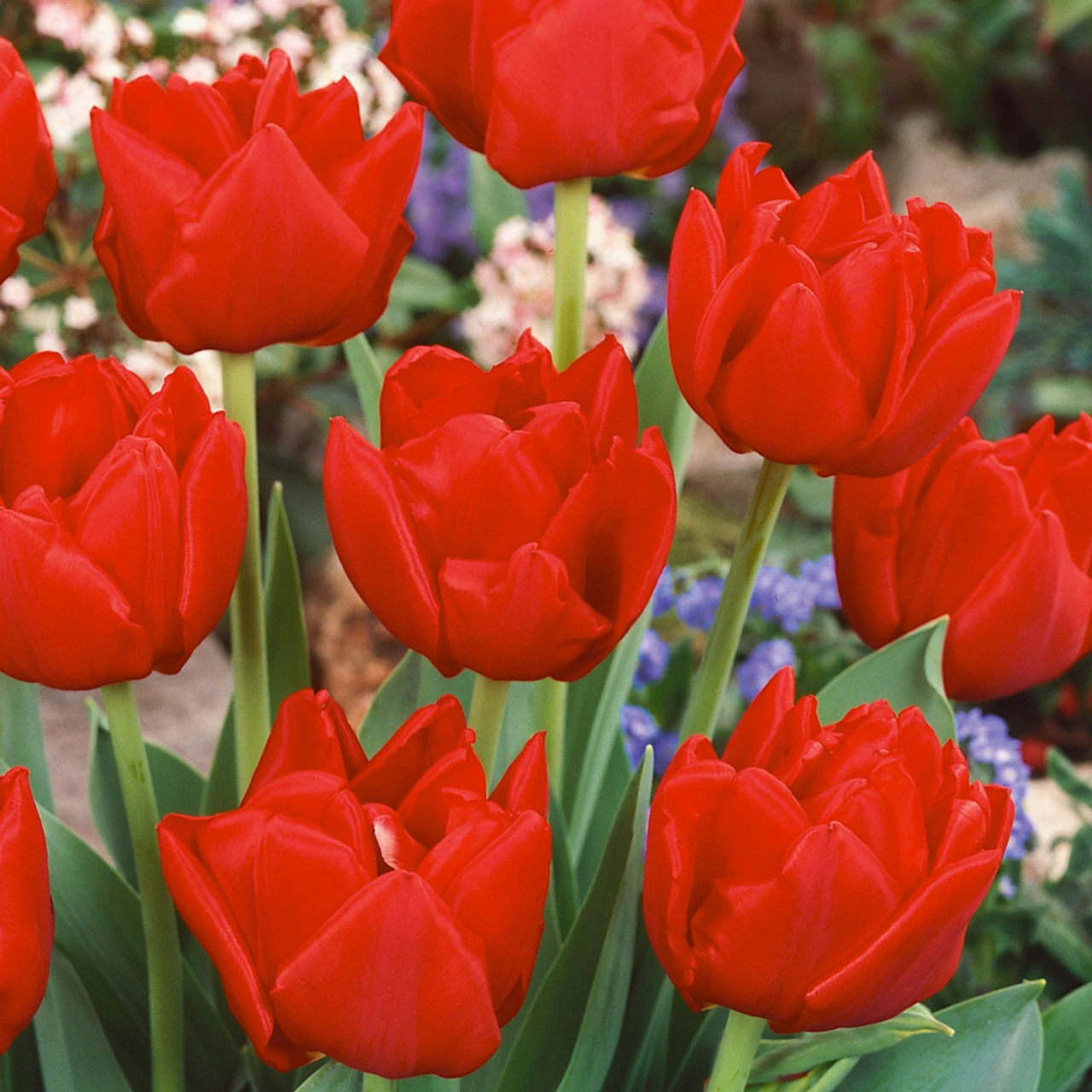 Tulip Largo Tulipa Largo 4 Tulip Largo Tulipa Largo - Image 2