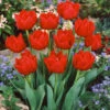 Tulip Largo Tulipa Largo -Plant Flower Store Tulip Largo 11 12 cm 0013034 51706.1655107747