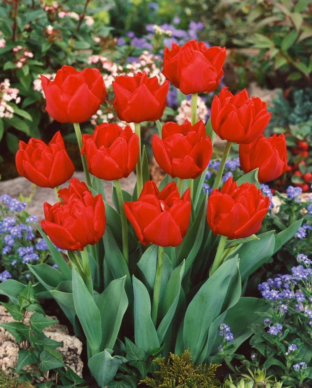 Tulip Largo Tulipa Largo 3 Tulip Largo Tulipa Largo