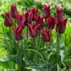 Tulip Lasting Love Tulipa