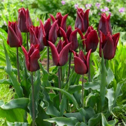 Tulip Lasting Love Tulipa