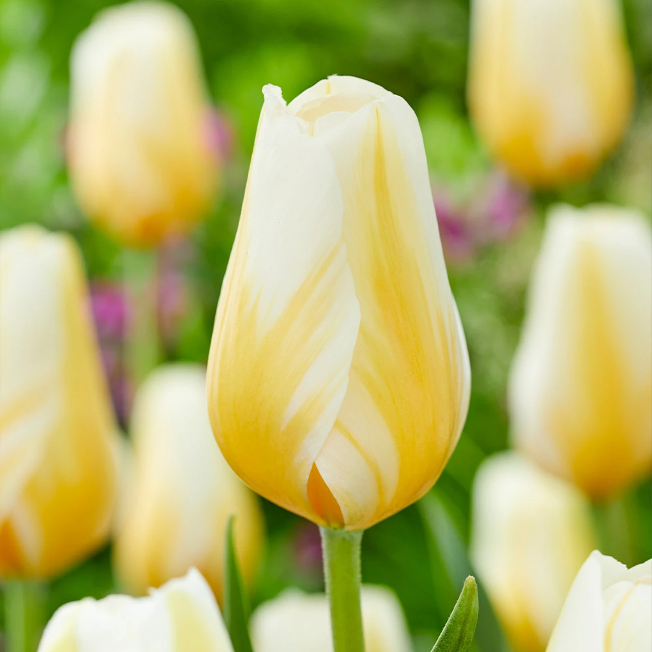 Tulip Lemon Chiffon 3 Tulip Lemon Chiffon