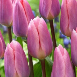 Tulip Light And Dreamy Tulipa 'Light And Dreamy' -Plant Flower Store Tulip Light and Dreamy 0014699 2 28910.1687937184