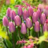 Tulip Light And Dreamy Tulipa 'Light And Dreamy' -Plant Flower Store Tulip Light and Dreamy 0014699 32367.1687937184