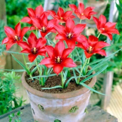 Tulip Linifolia 5cm+ Tulipa