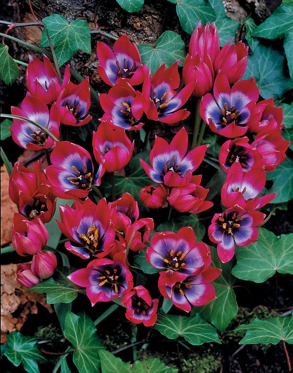 Tulip Little Beauty 6cm+ Tulipa 3 Tulip Little Beauty 6cm+ Tulipa