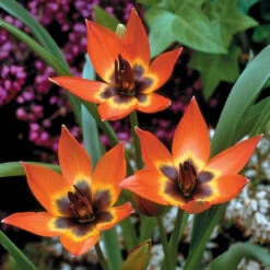 Tulip Little Collection -Plant Flower Store Tulip Little Collection 1022390 2 60793.1687944677