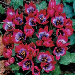 Tulip Little Collection -Plant Flower Store Tulip Little Collection 1022390 3 39876.1687944677